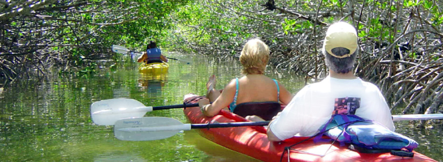 Kayakers touring mangroves