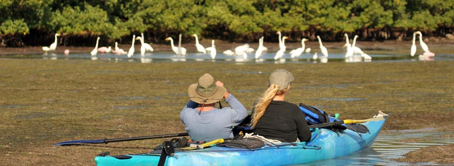 kayakers viewing birds