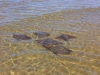 Daytona Beach Kayaking