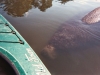 Daytona Beach Kayaking