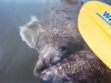 Daytona Beach Kayaking