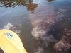 Daytona Beach Kayaking