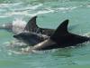 paradise-coast-dolphin-family-with-baby